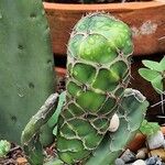 Opuntia dillenii Bark