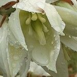 Yucca filamentosa Flor