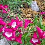 Penstemon hartwegii Leaf