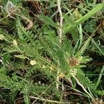 Achillea nobilis 整株植物