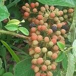 Rubus gratus ഫലം