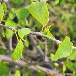 Grewia tenax Leaf