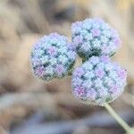 Oliveria decumbens Flower