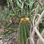 Ferocactus herrerae Hostoa