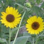 Helianthus annuus花