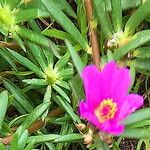 Portulaca pilosa 花