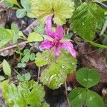 Rubus arcticus Blomma