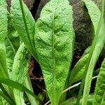 Primula vialii Hostoa