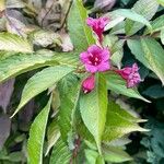 Weigela hortensis 花