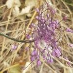 Allium carinatum ফুল