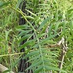 Schinus molle 葉