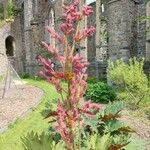 Rheum palmatum Flower