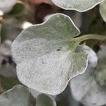 Dichondra argentea Φύλλο