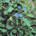 Vaccinium uliginosum 果