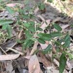 Sida spinosa Φρούτο