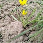 Tulipa sylvestris Blüte