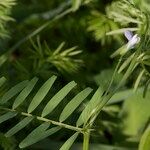 Vicia articulata Kita