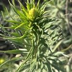 Echium virescens Foglia