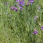 Lathyrus bauhini Агульны выгляд