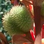 Canna indica Fruit