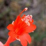 Epilobium canumFlor