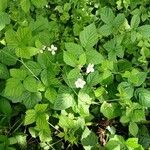 Rubus caesius Alkat (teljes növény)