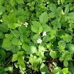 Rubus caesius 整株植物