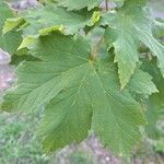 Acer heldreichii Leaf