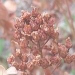 Hypericum hirsutum Mbuma
