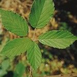 Rubus radula Leaf