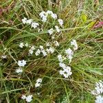 Asperula tinctoria 花