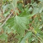 Atriplex micrantha Blad