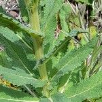 Verbascum virgatum Лист