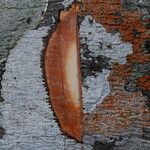 Tessmannia anomala Corteza