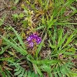 Astragalus nuttallianus 花