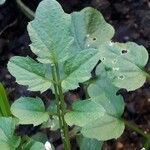 Cardamine flexuosa Folio