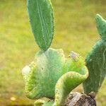 Opuntia maxima Blatt