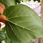 Tilia americana Leaf