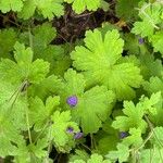 Geranium ibericum ഇല