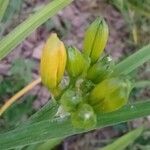 Hemerocallis minor Flors