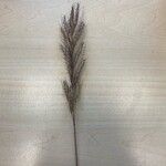 Bromus lanceolatus 花
