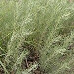 Artemisia filifolia Liść