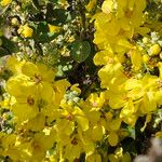 Verbascum speciosum