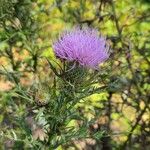 Cirsium discolor പുഷ്പം