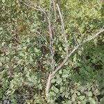 Betula humilis Folha