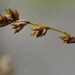 Carex brunnescens Fruto