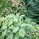 Rubus elegantispinosus Frukto