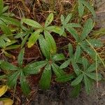 Potentilla alba Folha