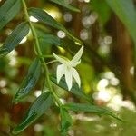 Angraecum ramosum Blomst