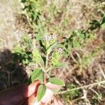 Lantana angolensis Lapas